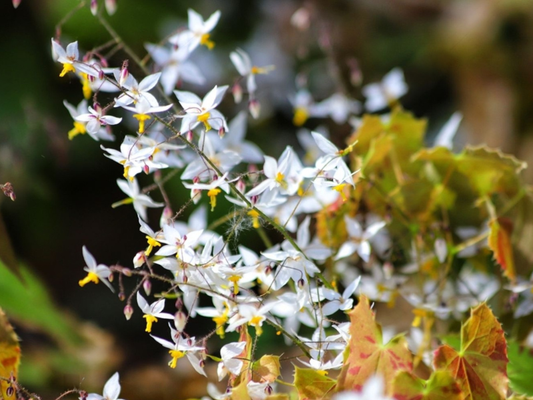Horny Goat Weed Epimedium plant, source of icariin for men's sexual health