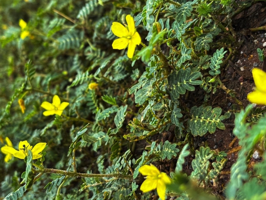 Tribulus Terrestris plant with yellow flowers, used in men's sexual health supplements
